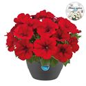 Bild von HP27 Petunia Red fire
